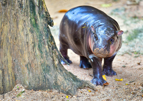 A female dwarf Pygmy hippo in Khao Kheow Open Zoo in Chonburi Thailand	 photo