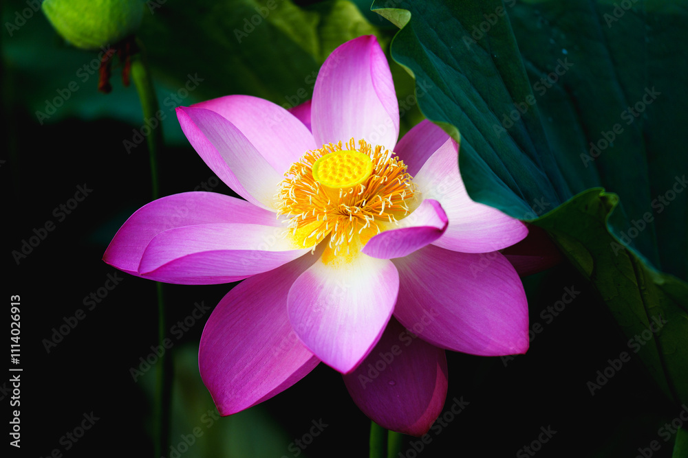 Chinese beauty: Pink lotus blooming in sunlight with green leaf Chinese beauty: Pink lotus blooming in sunlight with green leaf