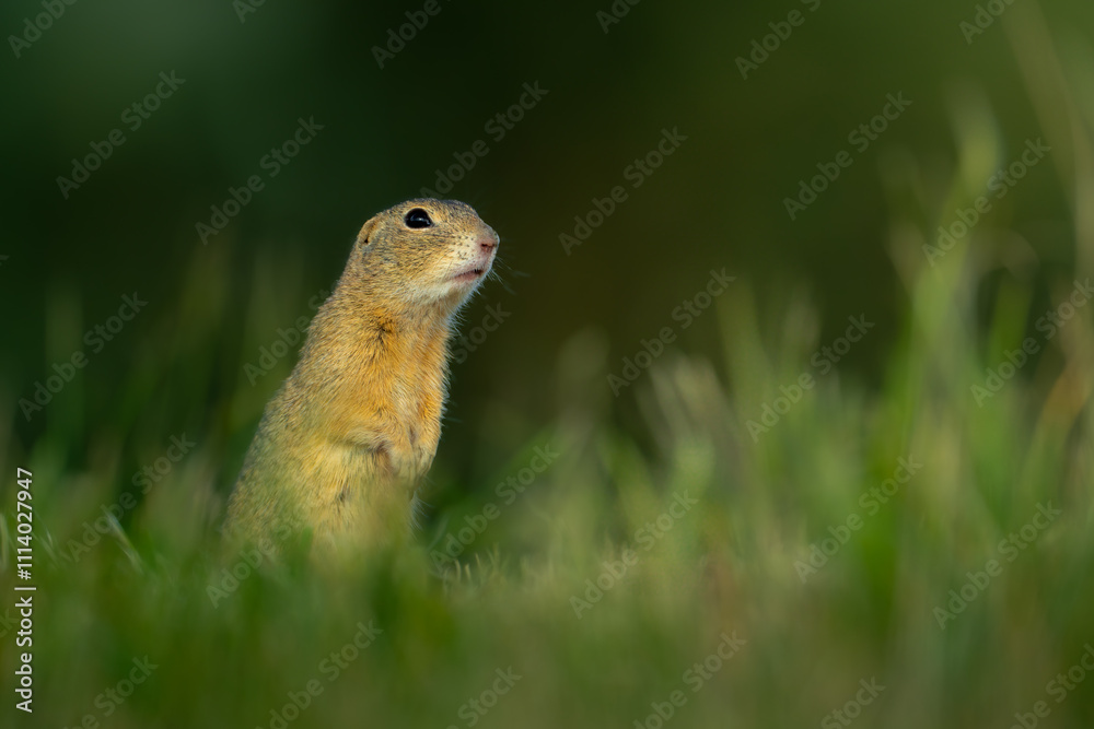cute ground squirrel in the meadow cute ground squirrel in the meadow