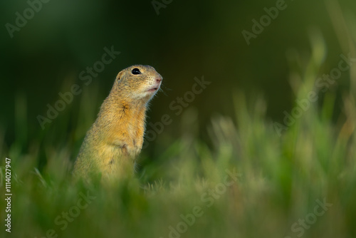 cute ground squirrel in the meadow