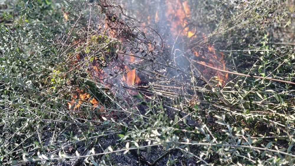 Burning dry branches and leaves in an open field, with smoke rising visibly Burning dry branches and leaves in an open field, with smoke rising visibly
