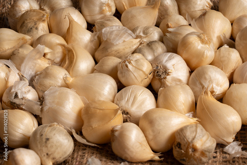 A cluster of Allium sphaerocephalon bulbs, pale yellow in color on hassian bag. photo
