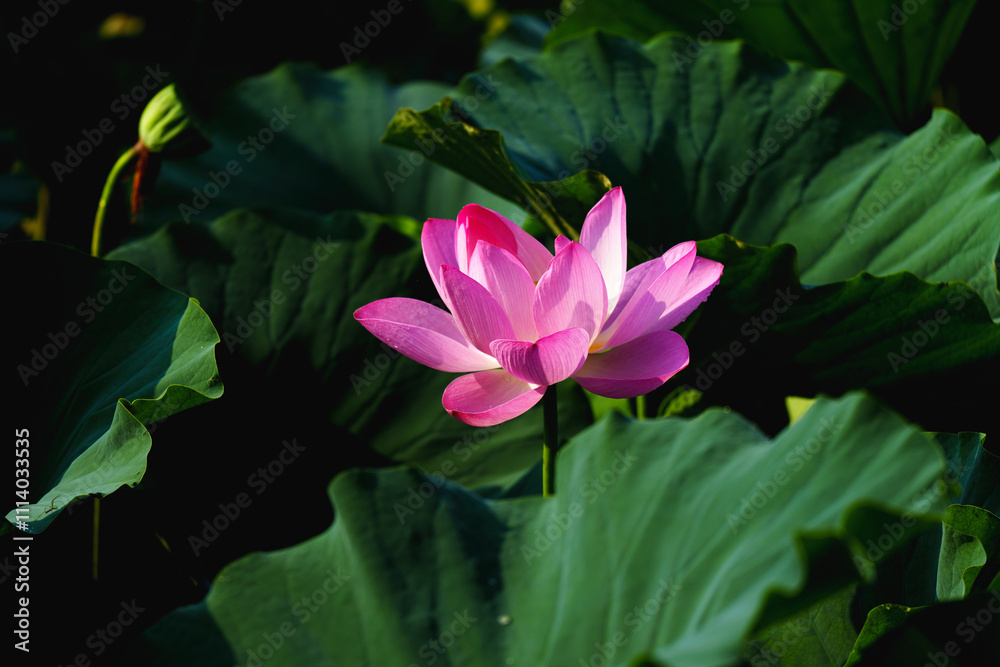 Chinese beauty: Pink lotus blooming in sunlight with green leaf Chinese beauty: Pink lotus blooming in sunlight with green leaf