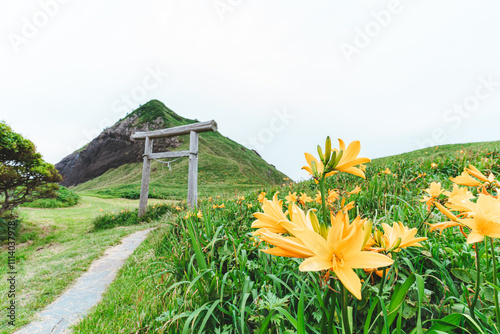 カンゾウの花と大野亀