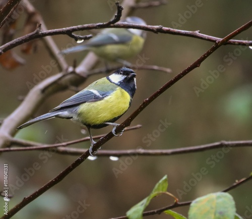 Great tit perched on a branch with blurred background