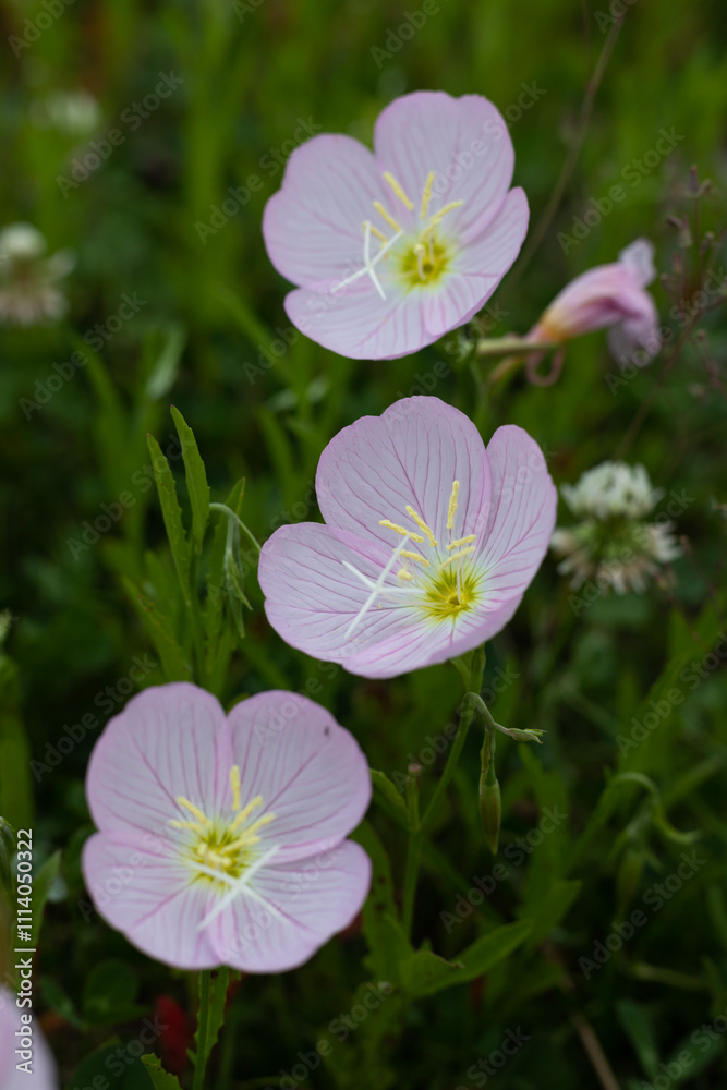 Fototapeta premium Beautiful evening primrose flowers in full bloom