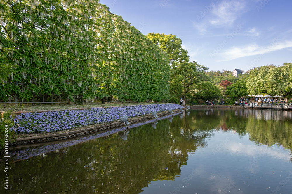 Fototapeta premium Japanese wisteria trellises in bloom , reflection on the calm lake, Ashikaga flower park on the spring festival time