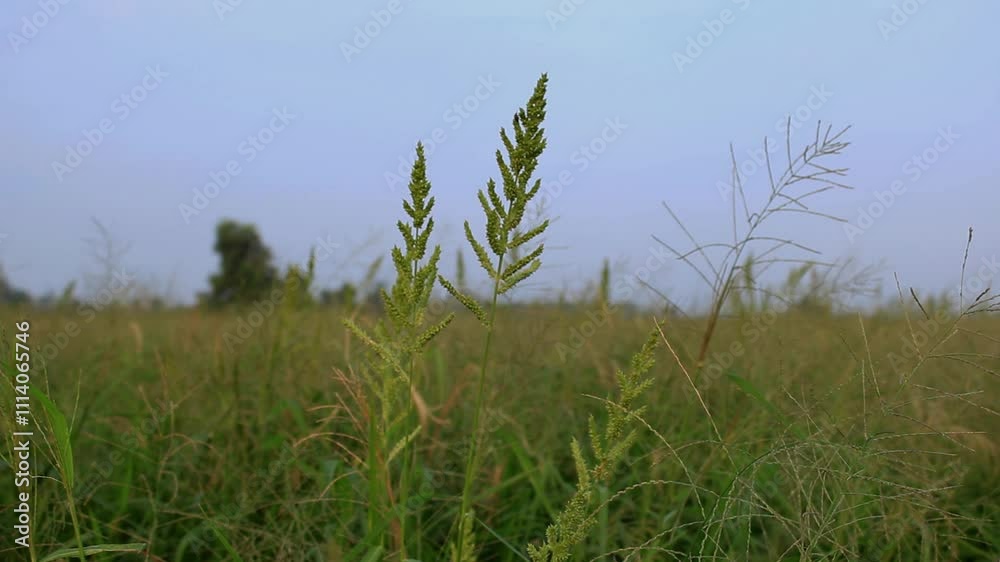 the beauty of the grass blowing in the wind the beauty of the grass blowing in the wind