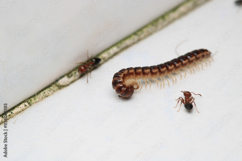 photo in scenic greenhouse millipede photo in scenic greenhouse millipede