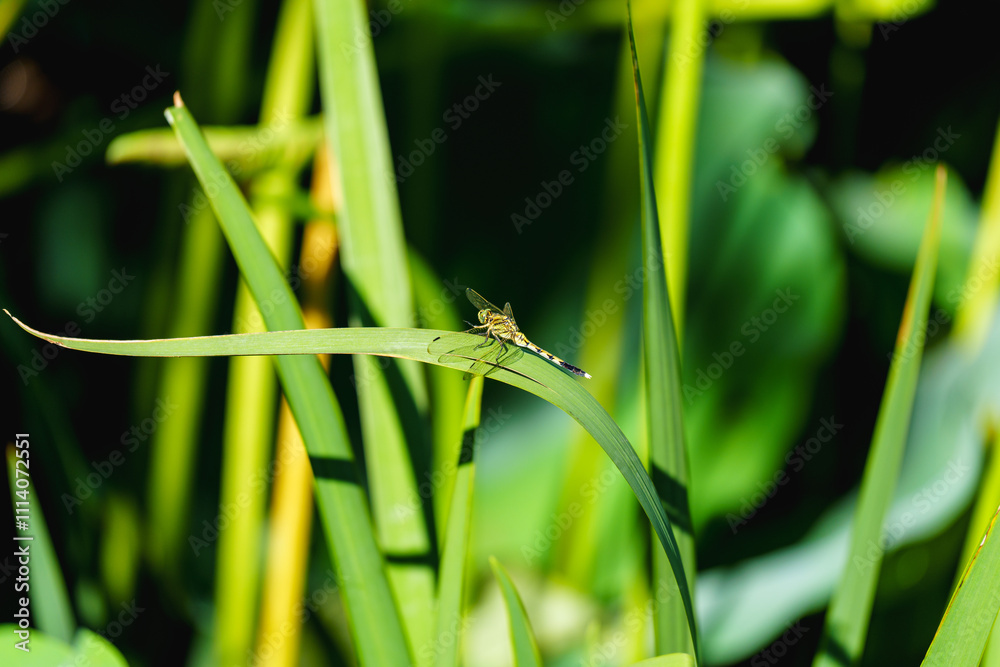 Dragonfly standing on the leaf by lakeside in sunlight Dragonfly standing on the leaf by lakeside in sunlight