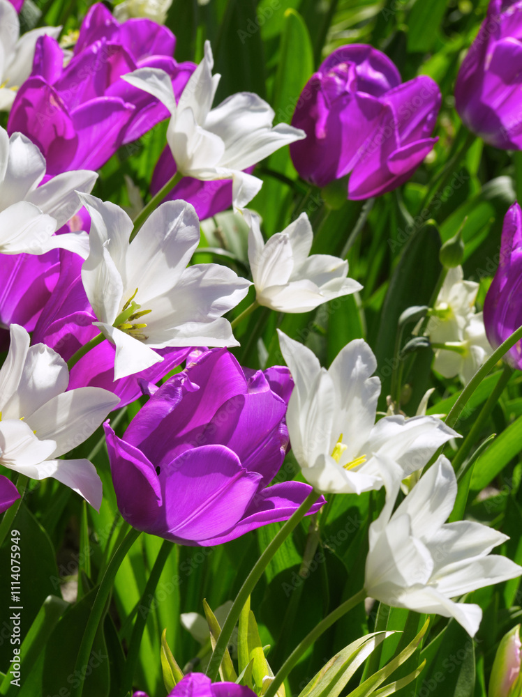 Colorful flowers meadow. Purple and white tulip field. Flowers landscape. White and purple tulip flowers. Spring background. Spring tulip flowers meadow. Greeting card, invitation. Garden aesthetic. Colorful flowers meadow. Purple and white tulip field. Flowers landscape. White and purple tulip flowers. Spring background. Spring tulip flowers meadow. Greeting card, invitation. Garden aesthetic.
