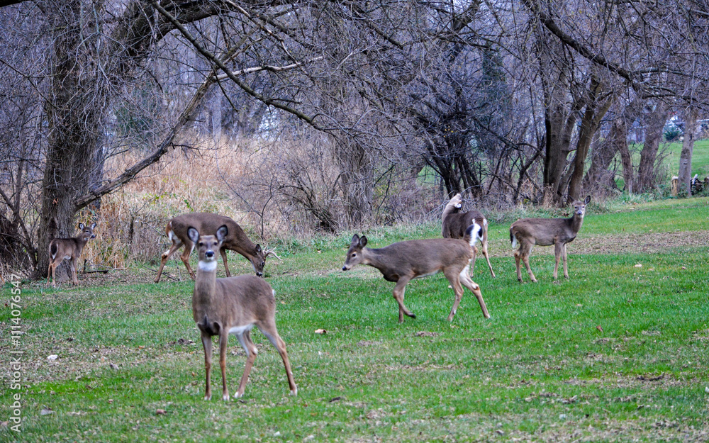 Michigan Buck and Does Enjoying a Snack