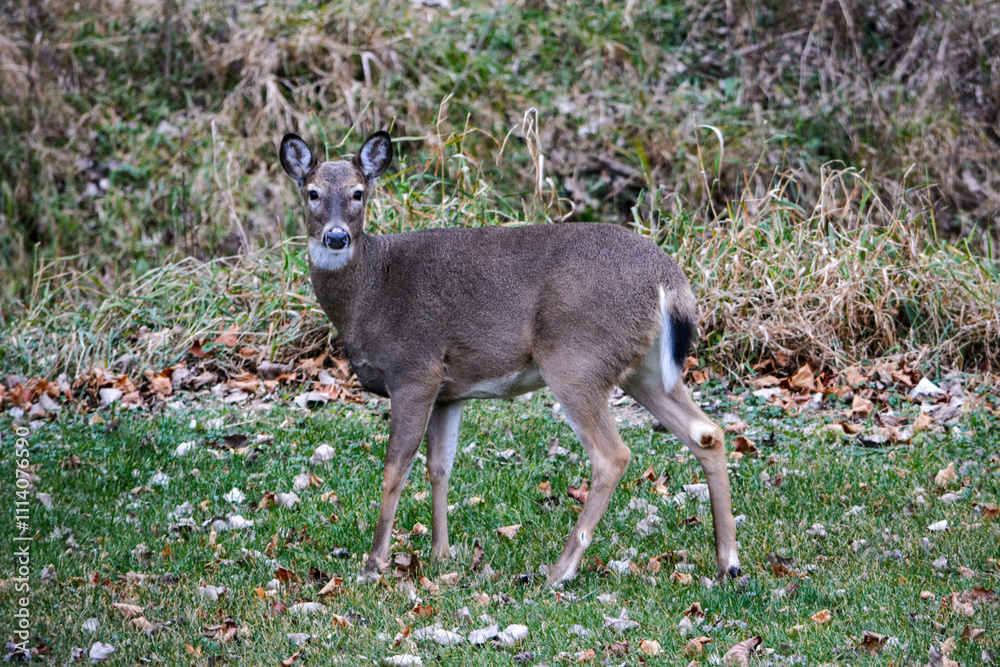Michigan Buck and Does Enjoying a Snack