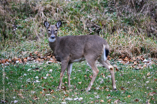 Obraz na płótnie Michigan Buck and Does Enjoying a Snack w salonie