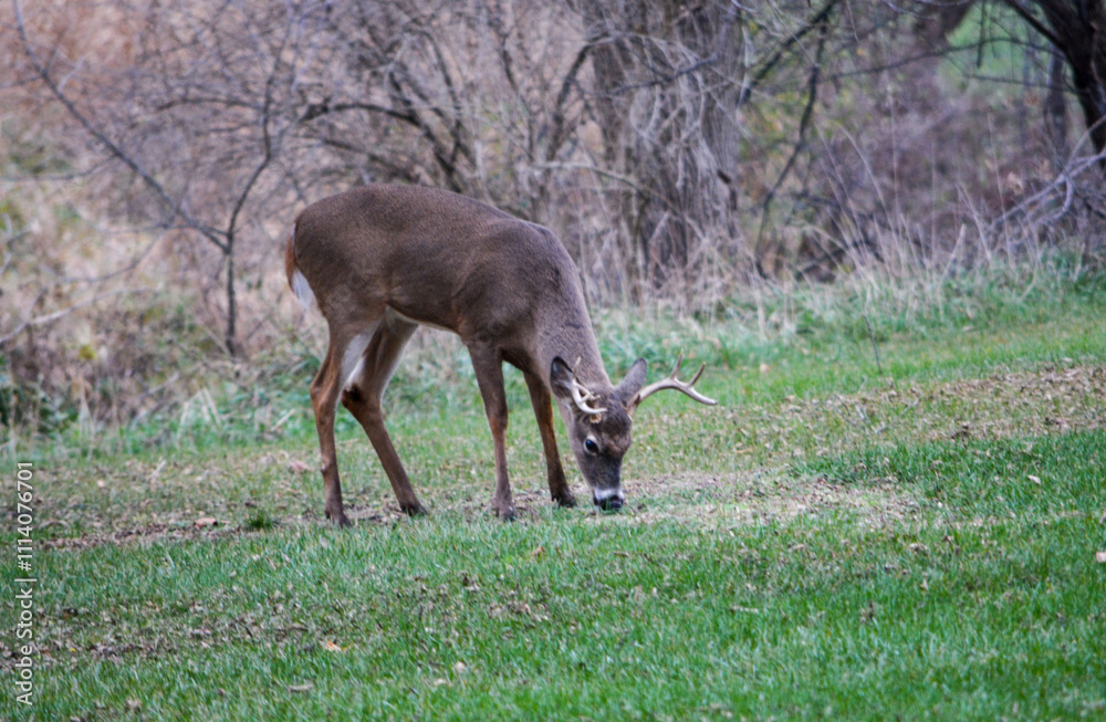 Michigan Buck and Does Enjoying a Snack