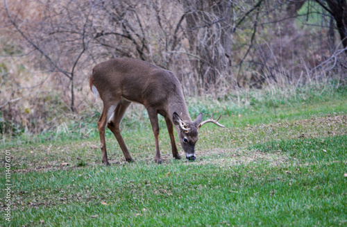 Obraz na płótnie Michigan Buck and Does Enjoying a Snack w salonie