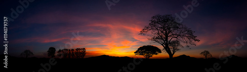 Panorama silhouette Mountain, tree in africa with sunset.Tree silhouetted against a setting sun.Dark tree on open field dramatic sunrise.Typical african sunset with acacia trees in Masai Mara, Kenya
