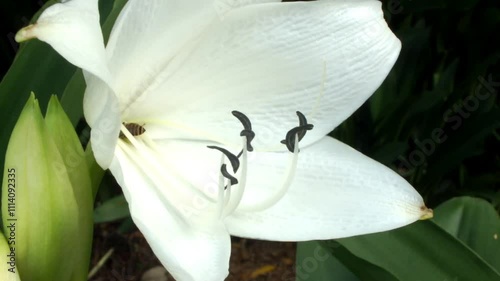 A bee is hovering over a white flower. The bee is collecting nectar from the flower