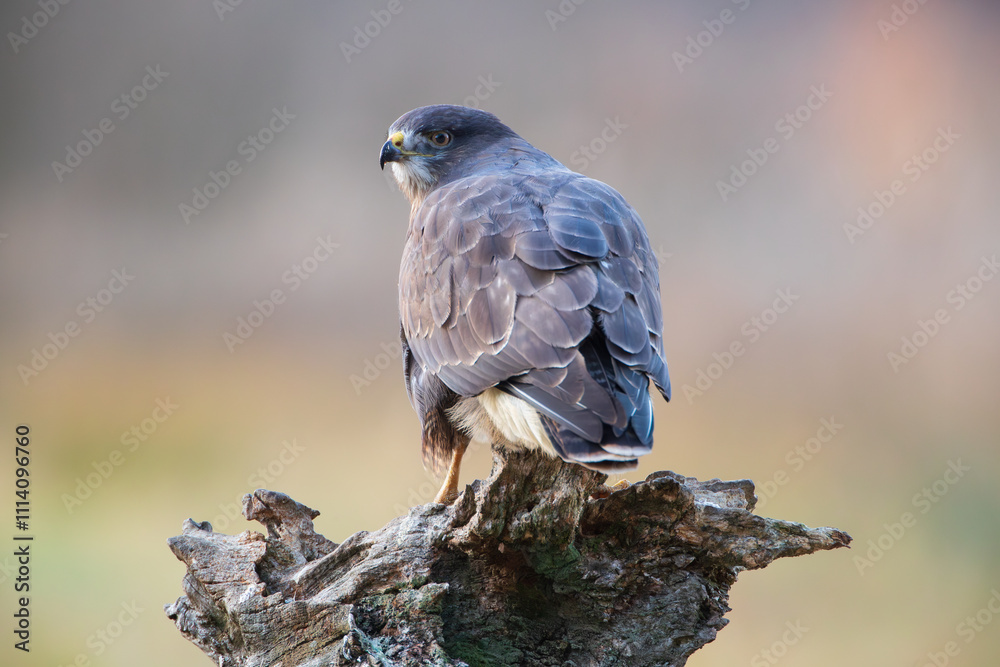 Fototapeta premium A bird of prey on a stump on a warm background