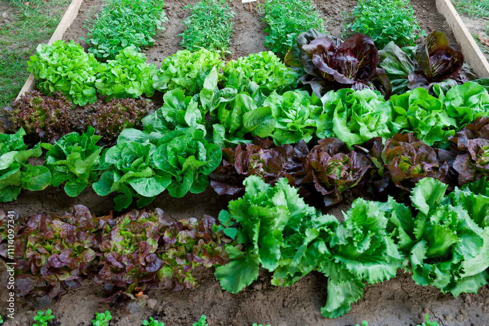 Gemüsegarten Gemüsegarten