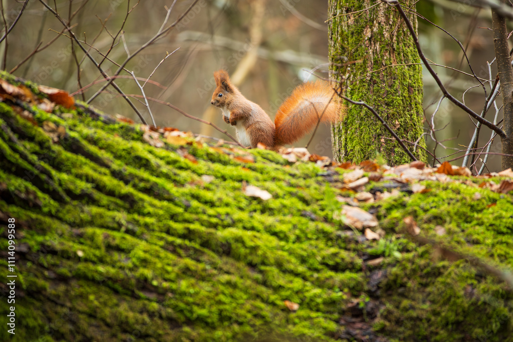 A squirrel on a mossy branch among dry leaves A squirrel on a mossy branch among dry leaves