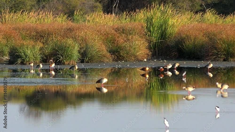 Waterbirds in Botswana _clip-173 Waterbirds in Botswana _clip-173
