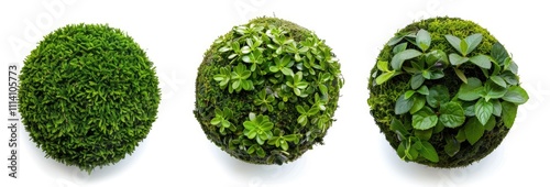 Three different types of lush green topiary balls isolated on a white background, in a top view. A set of three round bush bushes with leaves and moss for garden or park decoration