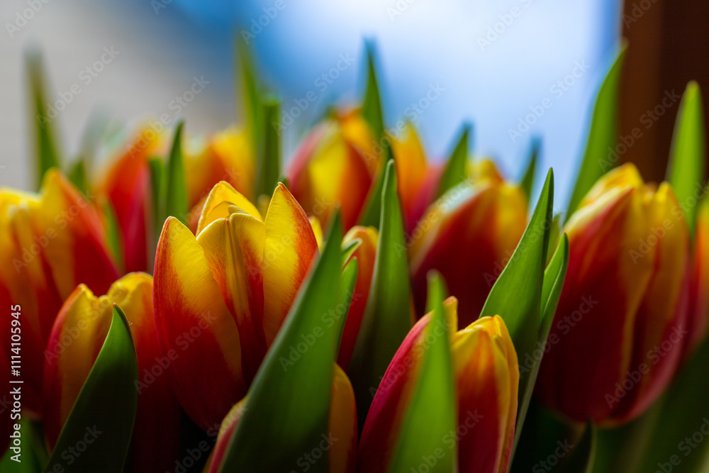 Naklejka premium Close-up of red and yellow tulips with green leaves at the window