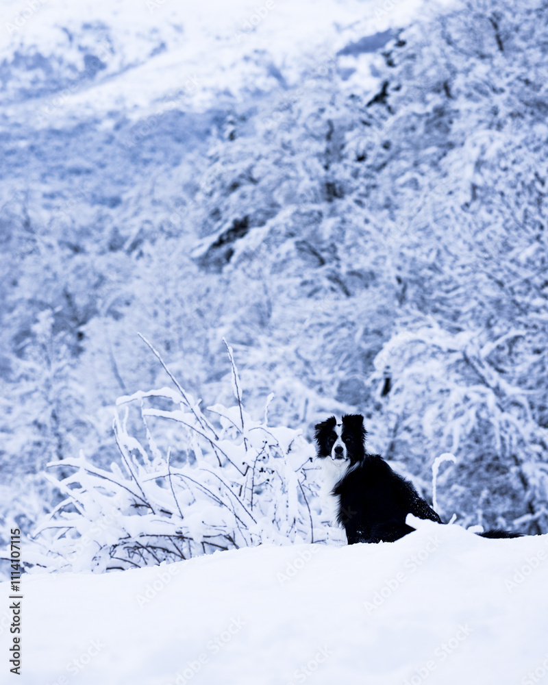 Border collie dog looking at camera in the woods during a snowfall. Pyrenees. Aragon. Huesca. Spain Border collie dog looking at camera in the woods during a snowfall. Pyrenees. Aragon. Huesca. Spain