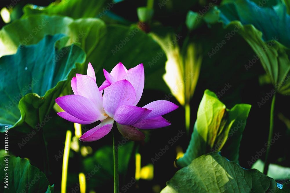 Chinese beauty: Pink lotus blooming in sunlight with green leaf Chinese beauty: Pink lotus blooming in sunlight with green leaf