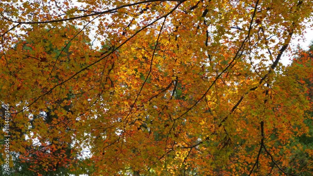 Autumn, colored leaves, in a Japanese garden Autumn, colored leaves, in a Japanese garden