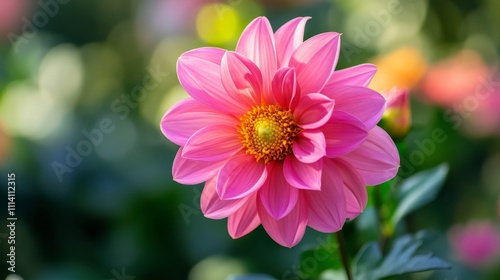 Stunning Pink Dahlia in Bloom