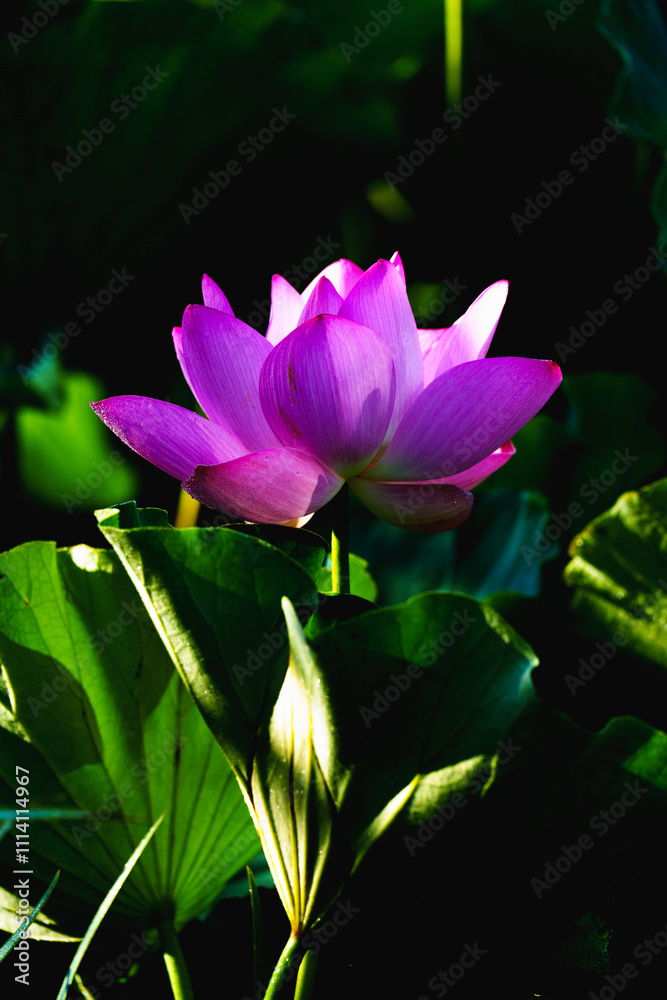 Obraz premium Chinese beauty: Pink lotus blooming in sunlight with green leaf
