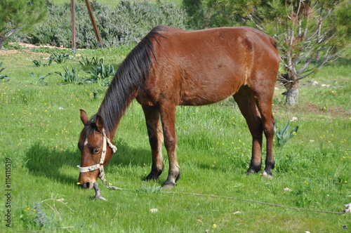 The beautiful Animal Brown Horse on the farm