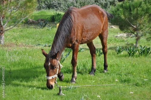The beautiful Animal Brown Horse on the farm