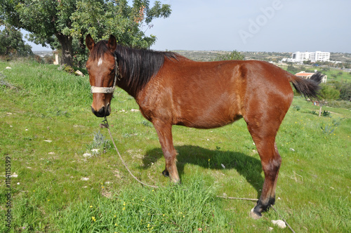 The beautiful Animal Brown Horse on the farm