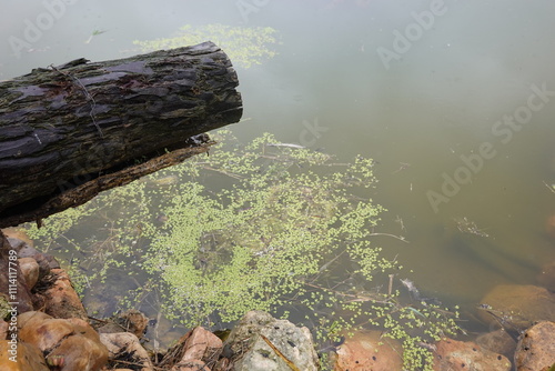 Calm pond with floating Lemna minor (duckweed) alongside a weathered log and natural rocky shoreline. photo