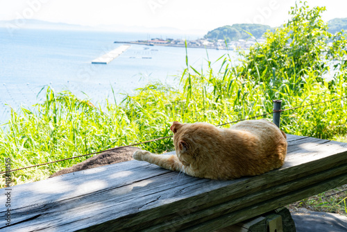 相島の猫の風景（福岡県糟屋郡新宮町） photo