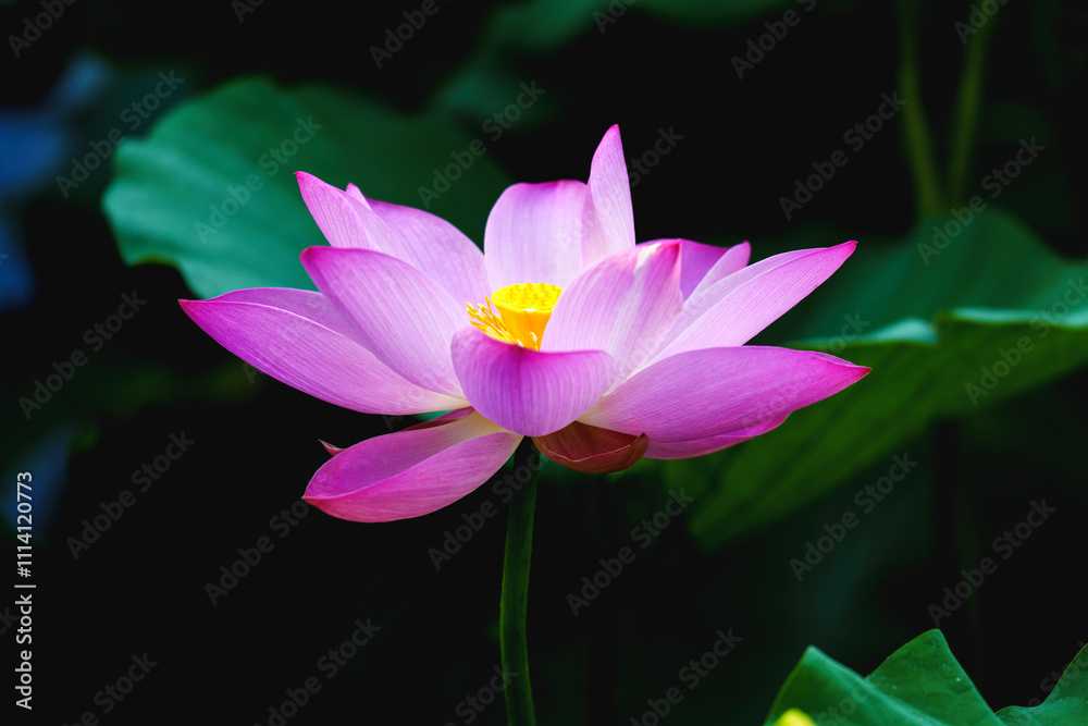Chinese beauty: Pink lotus blooming in sunlight with green leaf Chinese beauty: Pink lotus blooming in sunlight with green leaf