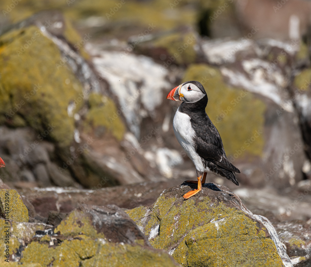 Fototapeta premium Puffin on the ground on Inner Farne Island in the Farne Islands, Northumberland, England
