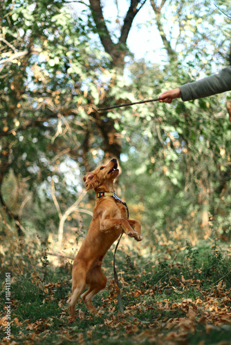 Red spaniel dog on an active walk