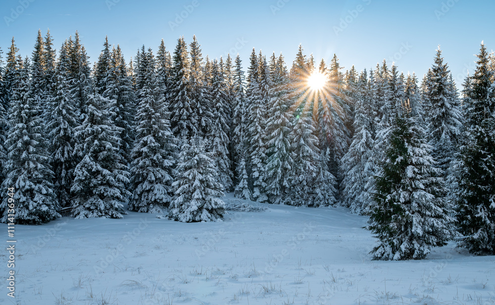 Obraz premium Sunlight Piercing Through Snowy Evergreen Forest