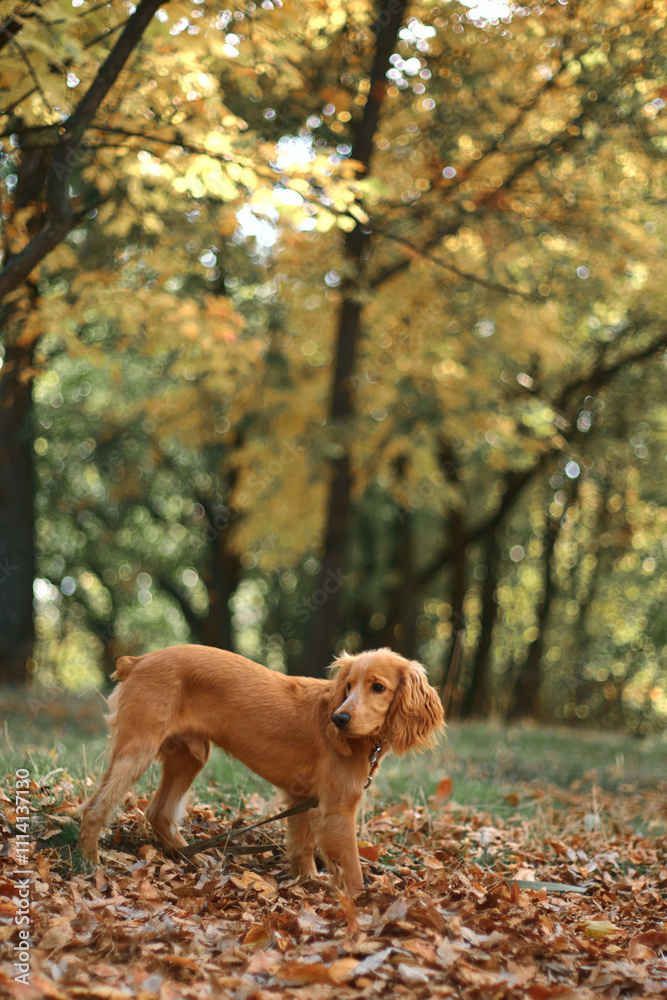 Red spaniel dog on an active walk Red spaniel dog on an active walk
