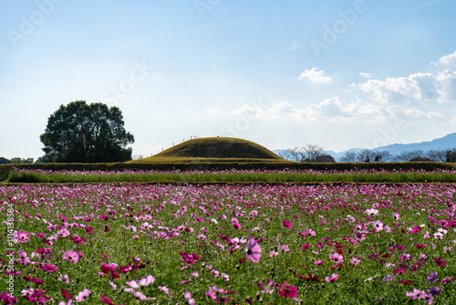 西都原古墳群のコスモス畑（西都市）