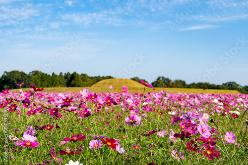 Wallpaper Mural 西都原古墳群のコスモス畑（西都市） Torontodigital.ca