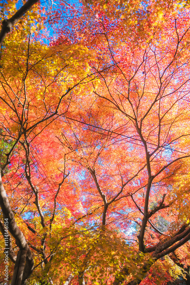 京都の毘沙門堂の紅葉 京都の毘沙門堂の紅葉