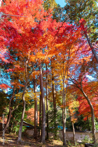 Wallpaper Mural 京都の毘沙門堂の紅葉 Torontodigital.ca