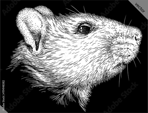 Vintage engraving isolated mouse set illustration mice ink sketch. Rat background rodent silhouette hamster art. Black and white hand drawn vector image