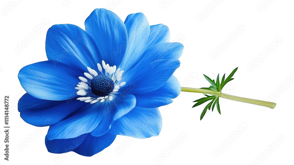 Fototapeta premium [Single blue flower with vibrant petals against a dark gray background] Blue flower close-up on dark gray background with tiny green leaf detail, nature floral photography isolated on white