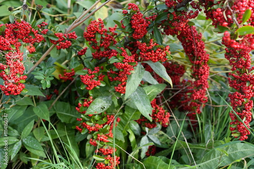 Pyracantha coccinea or Firethorns is a thorny shrub, popularly planted as a wall ornamental shrub. It has white flowers in clusters and grows into bright orange-red fruits, which are beautiful.